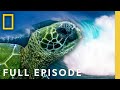 Islands of Fire (Full Episode) | Wild Hawaii | National Geographic