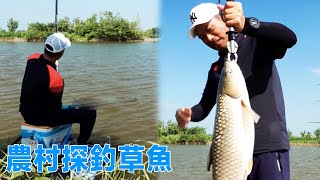 鄧剛釣魚：農村探釣草魚，巨物草魚狂拉，老板看瞪眼了！【天元邓刚】