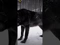 unbelievable Huge Black Wolf 🐾🐺#shorts #nature #blackwolf #wolf #huge #shortsvideo #shortsviral