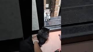 🔕பெல் அடிச்சிட்டிங்களா🙆#cats#vadivelu#comedy#funny#shortsfeed#shortsvideo#youtubeshorts#shorts#viral