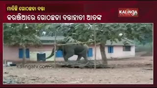 Elephant separated from Herd creates havoc in Karanjia forest range || KalingaTV