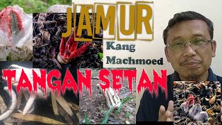 #Jamur Jari Setan (Langka Menyengat)