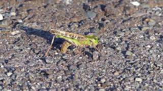 Migratory Locust Attempted Oviposition トノサマバッタ♀緑色型の産卵未遂