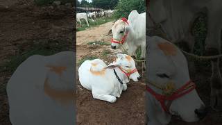 నందీశ్వరులు లాంటి దూడలు #beautiful_bulls #viral #bulls #cows