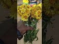 ooty yellow flower natural flowers yellow youtubeshorts trending shortvideo