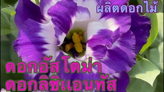 ดอกอัสโตม่า (Eustoma) ดอกลิซิเเอนทัส(Lithianthus) …ชุดผลิตดอกไม้ (47)