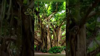 🌳 மரம் வளர்ப்போம் மண் வளத்தை காப்போம் 🌳