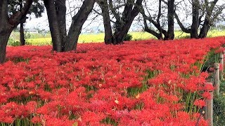 東光山恩林寺のヒガンバナ (彼岸花) ~2017年9月22日~ Cluster Amaryllis : 群馬県邑楽郡邑楽町 : HD