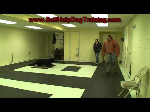 How to Train a Dog to Attack on Command (k9-1.com) How to Train a Dog to Attack on Command (k9-1.com)