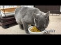 9 屋根上にいた迷い子猫のアオくん、保護８〜１５日目の面白いをダイジェストでお届けします。【あお・迷い子猫はプチ怪獣】