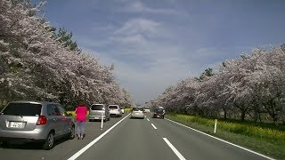 満開の桜ドライブ  2/3　秋田県大潟村　「菜の花ロード」の桜並木　2014年4月29日