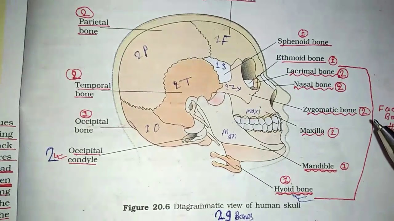 3D Human Skull NCERT View 9M People's - YouTube