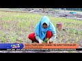 Para Petani Alami Gagal Panen Imbas Kekeringan - Fakta Terkini