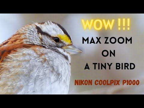 Nikon Coolpix P1000 Bird Zoom Mode - Birdwatching Channel. - YouTube