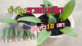 ขยายพันธุ์ว่านรวยไม่เลิก ชำใบได้หัวเพิ่มสิบเท่า | สมนึกchannel