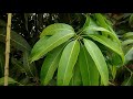 how to grow mango mangifera indica at home