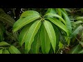 how to grow mango mangifera indica at home