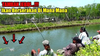 TAMBAK JEBOL...!!! Pemancing Panen Ikan Bandeng Ketika Tambak Jebol Akibat Banjir