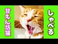 しゃべる甘えん坊猫😂🤣😂❤️ #あにまるほんぽ #保護猫 #cat #funnycats #しゃべる猫