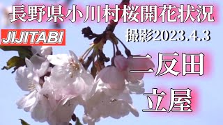 長野県小川村【桜開花状況】ニ反田、立屋、番所Nagano prefecture Ogawa village cherry blossom blooming situation