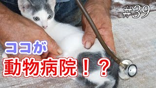 足の悪い保護子猫を動物病院へ連れていきました。先住猫が心配する姿に感動！--Kitten first hospital.Blood of a wildcat.Yamato the cat.-#39