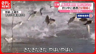 【恐怖】川で魚の大群がジャンプ！「ハクレン」か…2分ほど跳ね続ける