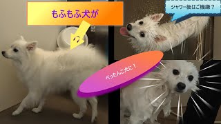 【日本スピッツ】水も滴る良いもふもふ犬