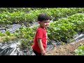 strawberries picking at good planet auckland new zealand adventure park pyo strawberry nz