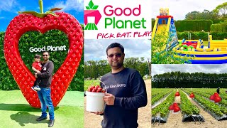 Strawberries Picking At Good Planet Auckland, New Zealand | Adventure Park | PYO Strawberry NZ