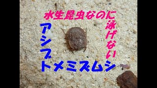 泳げない水生昆虫：アシブトメミズムシを探そう