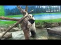 天氣涼爽，圓仔戶外上班好舒服，爬上棲架睡大覺 熊貓貓熊the giant panda yuan yuan and yuan bao 台北市立動物園