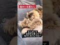 【可愛いねこさん】どこまで猫の毛かわかります？