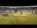 men participate in crawling race across bullfighting arena