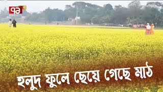 ভোজ্যতেলের আমদানি নির্ভরতা কমাতে সরিষার আবাদ বাড়ানো হচ্ছে | Ekattor TV