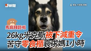 26kg狗狗控制飲食減重中　苦守零食櫃前「嚶嚶哀求」1小時｜小可憐｜減肥｜心軟｜精選影片