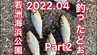 コノシロの卵巣食べてみた❗️釣り動画(若洲海浜公園編2)今日も釣ったどぉ〜釣果２倍❗️夕陽が美しいぜ…ダァさんの釣り動画2022.04 Part2