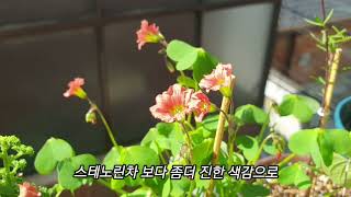 베란다정원의 쥬웰채송화와 사랑초 #베란다정원 #사랑초 #쥬웰채송화