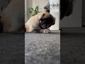 あんちゃんのおやつシーン　 杏子 あんこ 保護犬 ペキニーズ pekingese dog 猫っぽい anko