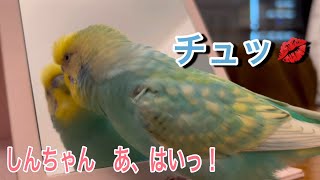 2023.6.24 しんちゃん　あ、はいっ！　【セキセイインコしんちゃんときょきょの暮らし】#お喋りインコ