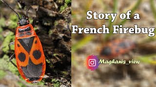 Facts about Firebugs | Insect Life | Maghani's View