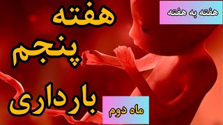 هفته پنجم باردارى بايدها و نبايدها|تغييرات مادر و جنين در هفته پنجم باردارى