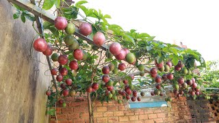 I didn't expect that growing passion fruit in a tire would produce so many fruits