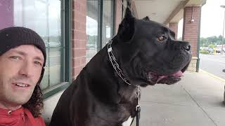 ANGRY Cane Corso Day In Life - RAW Home Video