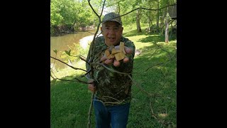 How to Harvest Sassafras Tea... Indians Cure-all!