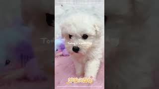 🐶比熊寶寶🐶忠心優雅、脾氣溫和、是聰明的陪伴犬💕