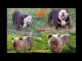 akc exotics english bulldog chocolates tri merles u0026 lilac tri merles