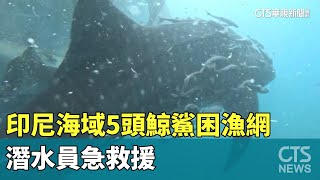 印尼海域5頭鯨鯊困漁網　潛水員急救援｜華視新聞 20230721