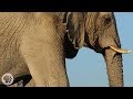 How Elephants Listen...With Their Feet | Deep Look