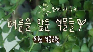 식물 근황, 실내 식물로 가득한 집 보러오세요🌱