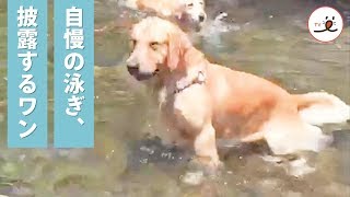 川をバシャバシャと豪快に泳ぐワンコさん🐶❗️ その様子がおもしろ可愛くて…😆✨【PECO TV】